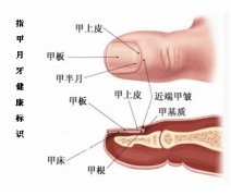 手指甲“月牙”反映健康状况 中医